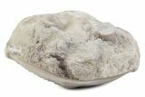 Bargain, Enrolled Asaphus Trilobite - Russia #363250-1